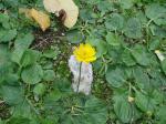 Blasiger Hahnenfuß - Ranunculus bullatus