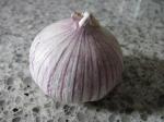 Küchenzwiebel - Allium cepa