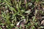 Myrten-Aster - Symphyotrichum ericoides