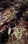 :-Caladenia carnea