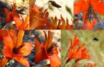 Inkalilie - Alstroemeria ligtu