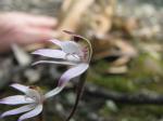 :-Caladenia gracilis