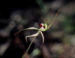 : - Caladenia macroclavia