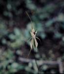 :-Caladenia tentaculata