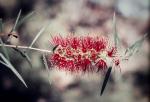 : - Callistemon chisholmii