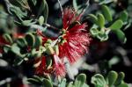 : - Calothamnus blepharospermus