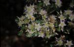 : - Calytrix depressa