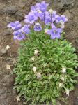 : - Campanula tridentata