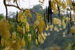 Röhren-Kassie - Cassia fistula
