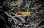 : - Conostylis bealiana