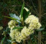: - Caldcluvia paniculata