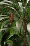 : - Cordyline petiolaris