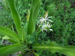 : - Crinum asiaticum var. pedunculatum