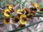 : - Daviesia leptophylla
