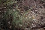 : - Dillwynia sericea