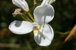 : - Diplarrena latifolia