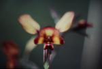 : - Diuris amplissima