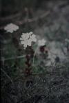 : - Drosera stolonifera