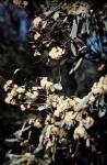 : - Eucalyptus leptophylla