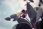 :-Eucalyptus pachyphylla