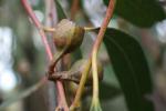 :-Eucalyptus tricarpa