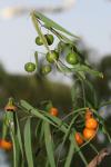 : - Eustrephus latifolius