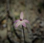 : - Glossodia major