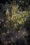 : - Gompholobium grandiflorum