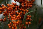 Sanddorn - Hippophae rhamnoides