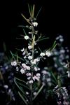 : - Hovea longifolia