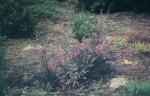 : - Hypocalymma robustum