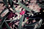 : - Indigofera linifolia