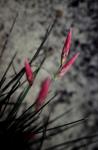 : - Johnsonia lupulina
