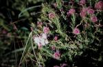 : - Kunzea capitata