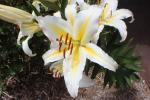 Pracht-Lilie - Lilium speciosum