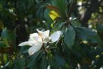 Immergrüne Magnolie - Magnolia grandiflora