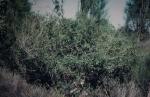 : - Melaleuca densa