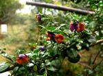 : - Rhaphithamnus spinosus