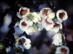 : - Micromyrtus ciliata