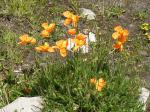 Staudenmohn - Papaver orientale