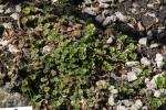 Jehovablume - Saxifraga umbrosa
