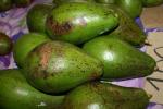 Avocado - Persea americana