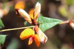 : - Platylobium obtusangulum