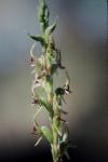 : - Prasophyllum australe