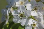 Ussuri-Birne - Pyrus ussuriensis