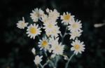 : - Rhodanthe corymbiflora