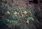 : - Senna planitiicola