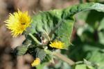 Gemüse-Gänsedistel-Sonchus oleraceus