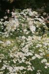 Mutterkraut - Tanacetum parthenium