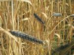 : - Triticum dicoccoides